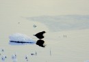 Koskikara_white-throated dipper 6 * ASCII * 800 x 560 * (421KB)